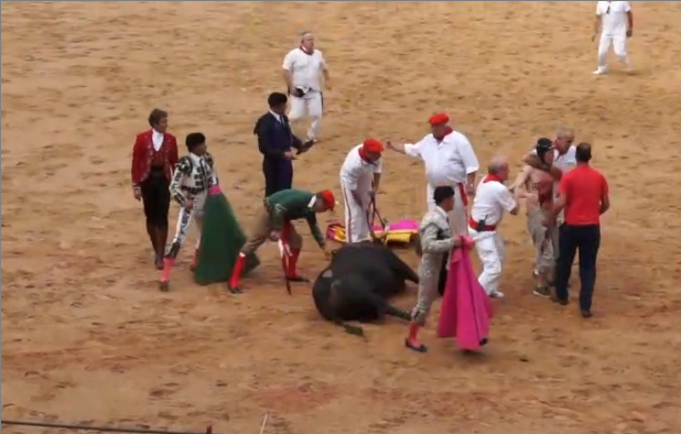 Un militant Vegan se jette sur un taureau à terre pour le protéger…