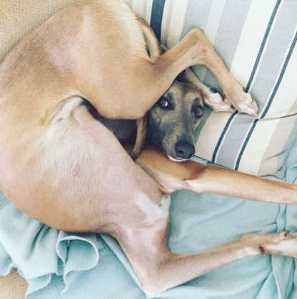 Sns7 essayer de ne pas rire special animaux 1 07 image