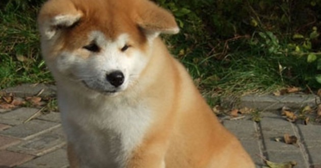 4 CHIENS LES PLUS CHERS DU MONDE !