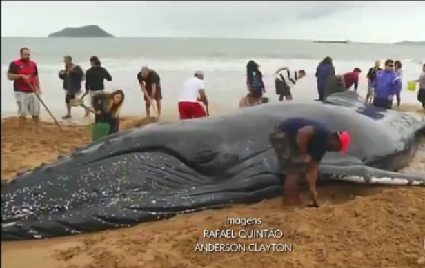 Des centaines de personnes aident une baleine échouée sur la plage