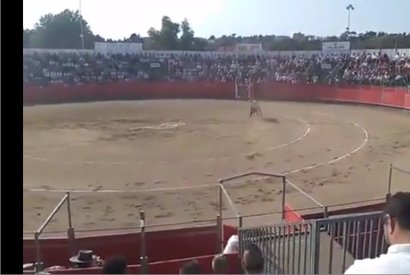 Un militant anti-corida fauché à deux reprises par un taureau à Carcassonne