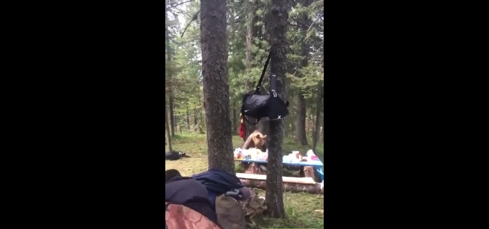 Un ours vient voler la nourriture de campeurs en pleine journée !