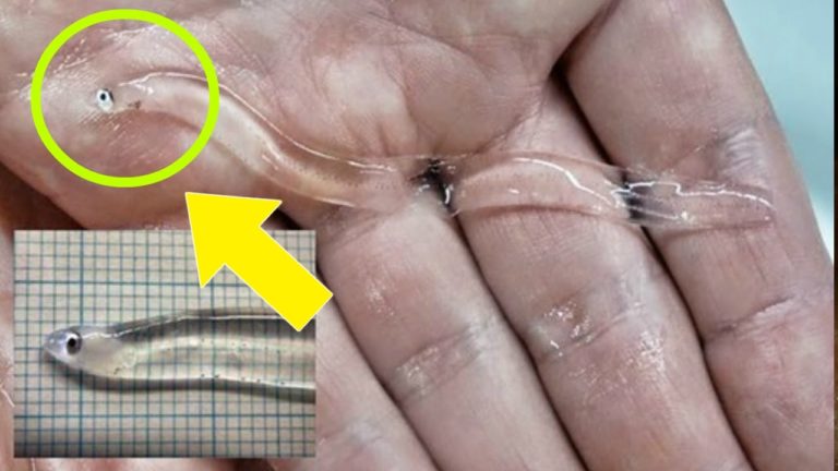 10 ANIMAUX TRANSPARENTS Que Vous Ne CONNAISSIEZ Pas