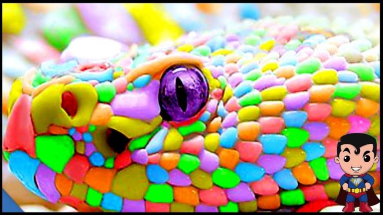 5 ANIMAUX ÉTRANGES QUI EXISTENT VRAIMENT