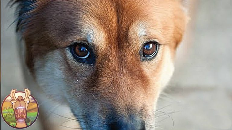 Comment Les ANIMAUX Voient Le Monde ??