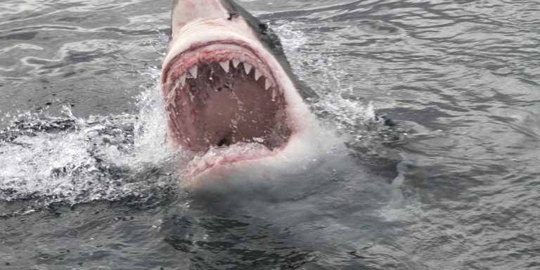 JE ME SUIS BATTU AVEC UN REQUIN BLANC !