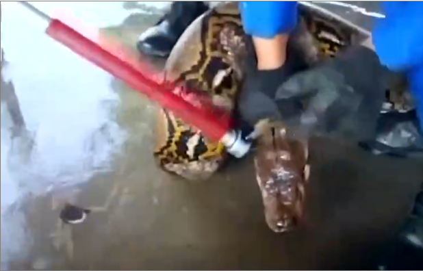 Voici le plus grand serpent du monde capturé en Malaisie