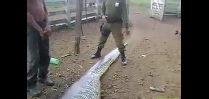 Devinez ce qui se trouve dans le ventre de ce serpent