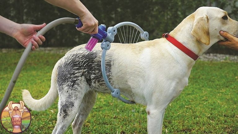 10 INVENTIONS INCROYABLES POUR VOS ANIMAUX DE COMPAGNIE