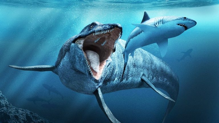 13 MONSTRES DÉCOUVERTS EN MER