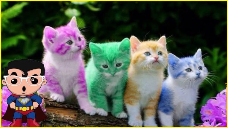 6 FÉLINS DONT VOUS IGNOREZ L&rsquo;EXISTENCE