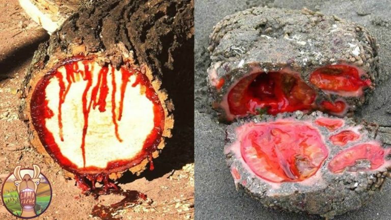 6 OBJETS MAUDITS QUE LA SCIENCE NE PEUT PAS EXPLIQUER