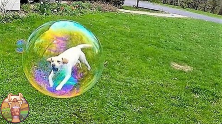 66 PHOTOS QUE VOUS DEVEZ VOIR DEUX FOIS