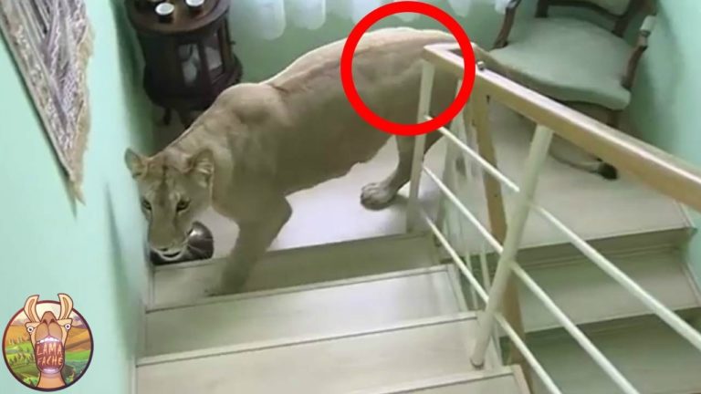 7 MOMENTS QUE PERSONNE N&rsquo;AURAIT CRU S&rsquo;ILS N&rsquo;AVAIENT PAS ÉTÉ FILMÉS