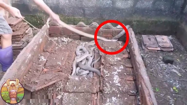 7 MOMENTS QUE PERSONNE N&rsquo;AURAIT CRU S&rsquo;ILS N&rsquo;AVAIENT PAS ÉTÉ FILMÉS (Partie 2)