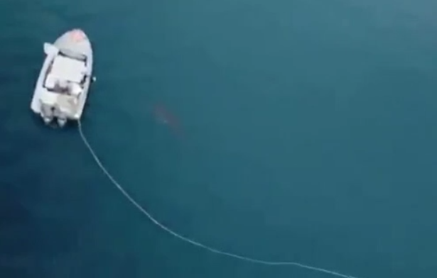 Agressivité d&rsquo;un requin blanc auprès d&rsquo;un bateau de pêcheurs !