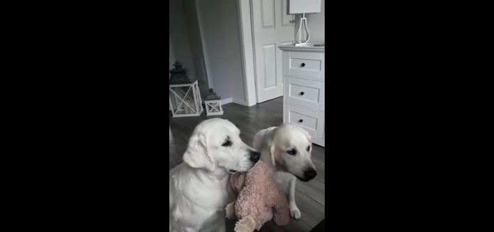 Deux chiens mangent des friandises en tenant leur peluche