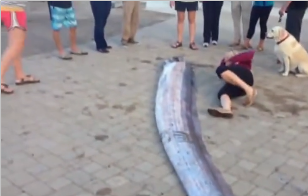 Découverte d&rsquo;une créature marine de plus de 8m de long en Californie