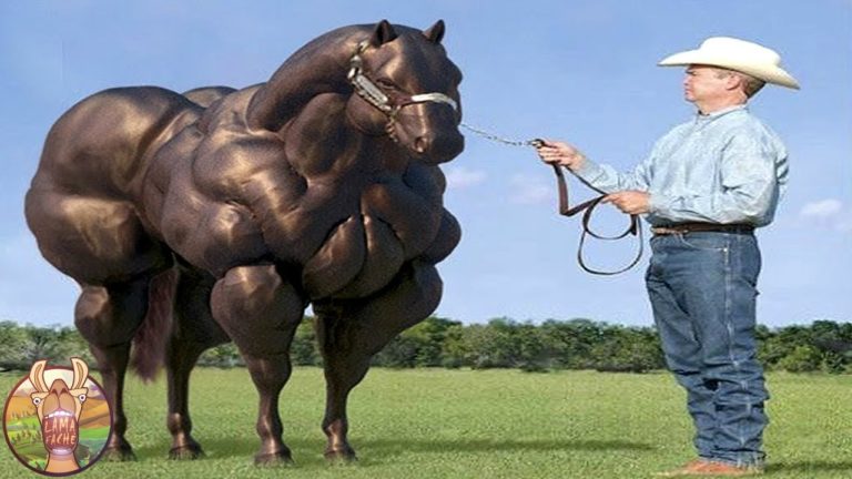 LES 12 RACES DE CHEVAUX LES PLUS INCROYABLES DU MONDE