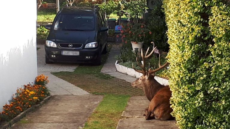 Un cerf abattu dans un jardin privé à La Croix Saint-Ouen