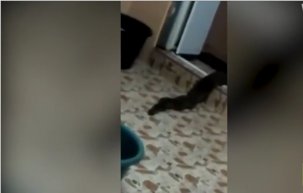 Une drôle de créature sort des toilettes en rampant (Malaisie)