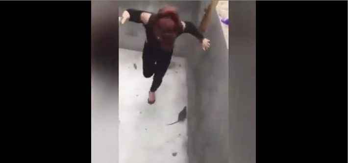 Une femme se bat avec son balai contre un rat agressif