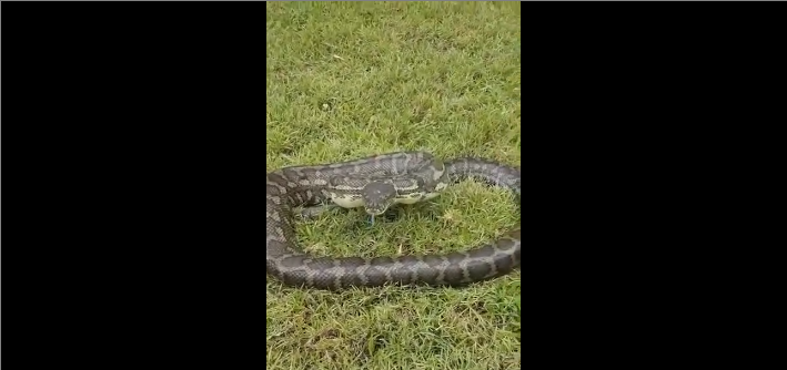 Il filme un python et manque de se faire mordre