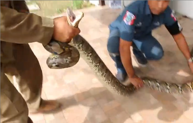 Un python de 4 mètres découvert dans une machine à laver