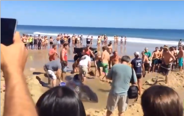 Des centaines de touristes forment une chaine humaine pour sauver un requin échoué sur la plage