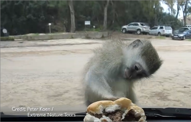 Un singe essaye d’attraper un hamburger derrière le pare-brise d’une voiture