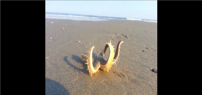 Comment les étoiles de mer font pour marcher quand elles sont sur le sable ?