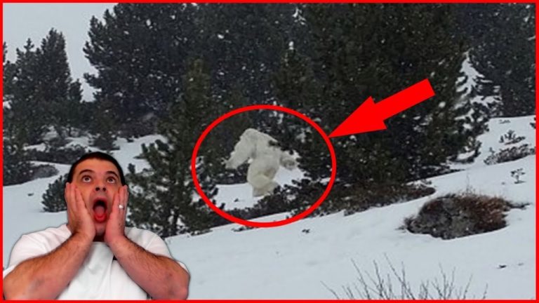 5 RÉELS YÉTI CAPTURÉS EN VIDÉO