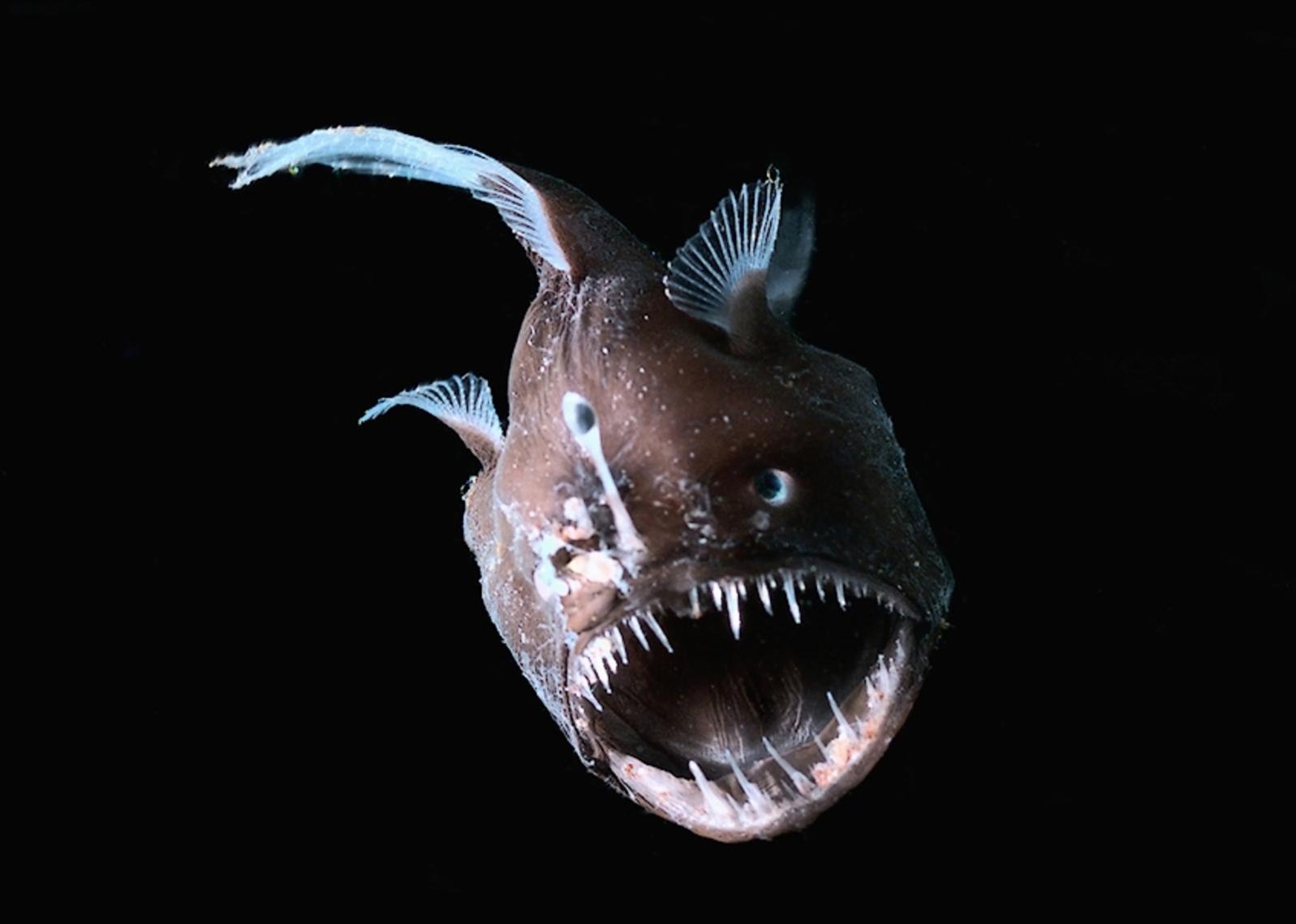 Anglerfish, un poisson terrifiant - Breakforbuzz