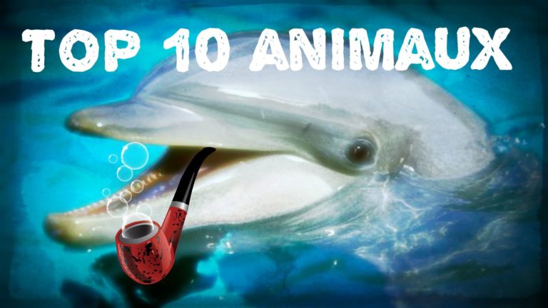 LES 10 ANIMAUX LES PLUS INTELLIGENTS DU MONDE