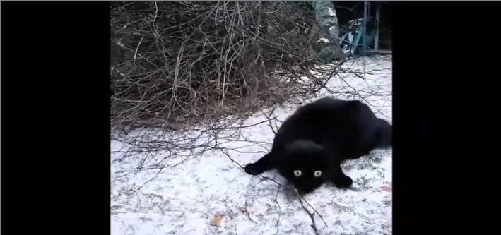 Quand ton chat pète un câble dans la neige !
