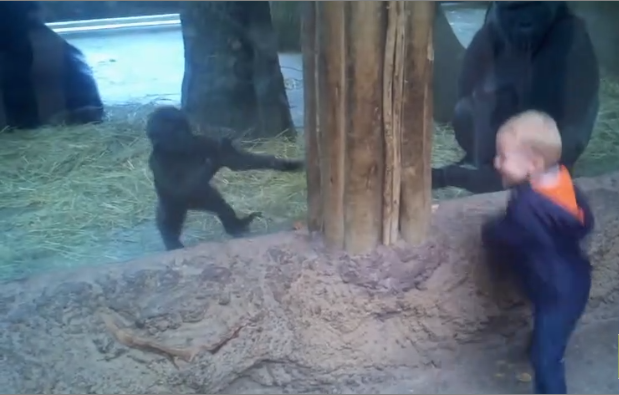 Un enfant et un jeune gorille jouent à cache-cache dans un zoo…