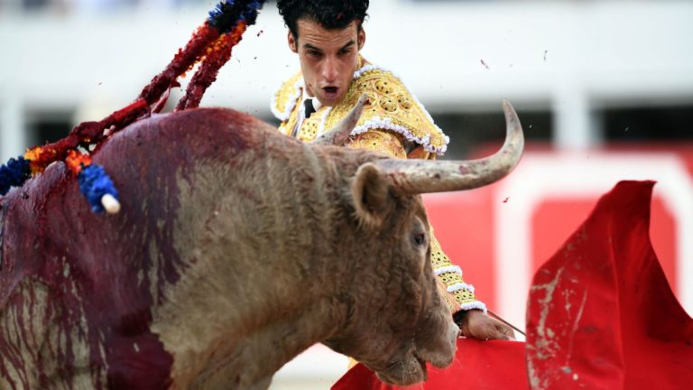 La SPA va déposer plainte contre les organisateurs de corridas