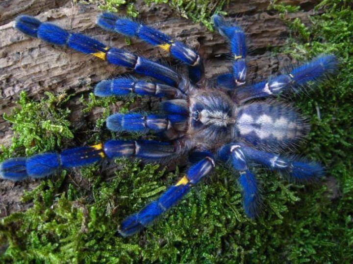 Avez-vous déjà vu une araignée bleue ?