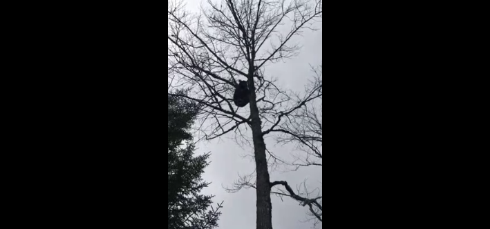 Un ours dans un arbre fait caca sur un chasseur