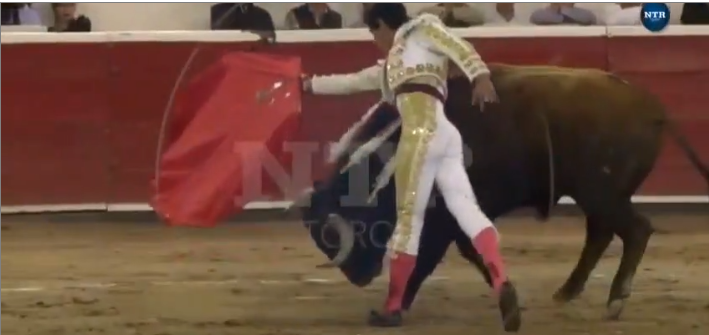 Un taureau se venge contre un torero en l’encornant dans les parties intimes