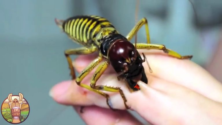 10 ANIMAUX IMPOSSIBLE À TUER