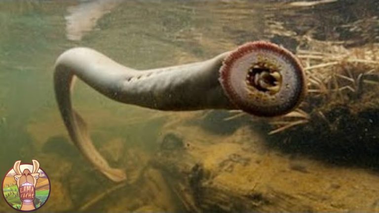 10 ANIMAUX avec lesquels vous NE VOULEZ PAS avoir D’ENNUIS