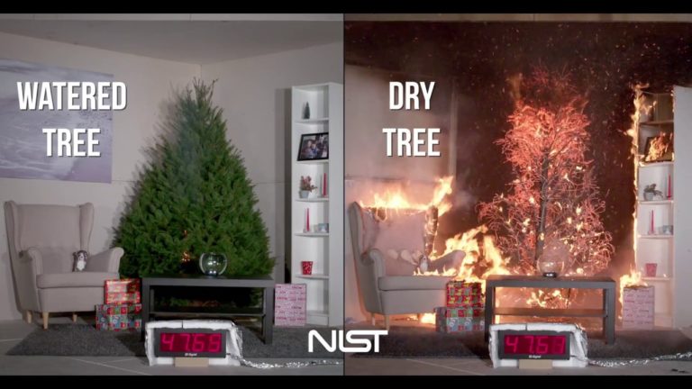 Voilà pourquoi vous devriez arroser votre sapin de Noël