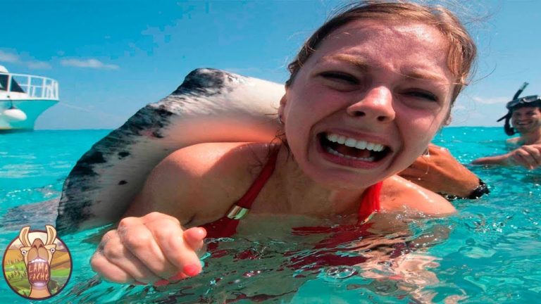 LES 10 ANIMAUX MARINS LES PLUS DANGEREUX DU MONDE