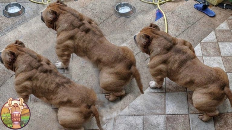LES 10 RACES DE CHIENS LES PLUS DANGEREUSES DU MONDE