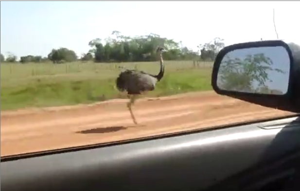 Une autruche court à 70 kmh à coté d’une voiture