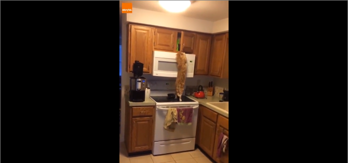 Ce chat affamé essaie d&rsquo;atteindre le placard pour attraper ses croquettes… Pas facile !!