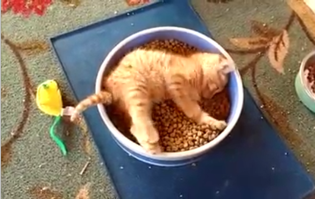 Ce chaton est comme au paradis dans sa gamelle de croquette