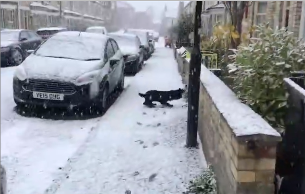 Un chien découvre la neige pour la première fois (Angleterre)