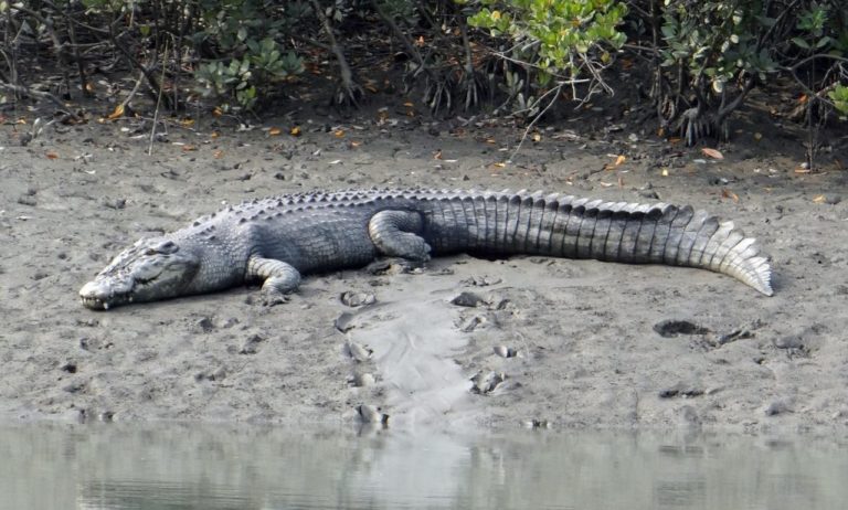 Le plus gros crocodile du monde trouvé dans les Philippines …